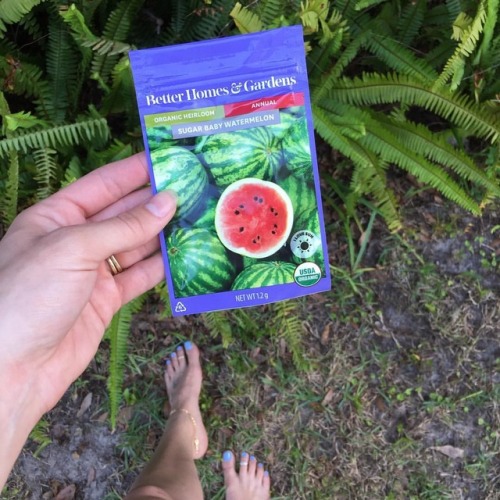 golde3rose: Im thinking about planting these… in my bikini… what do y’all think?