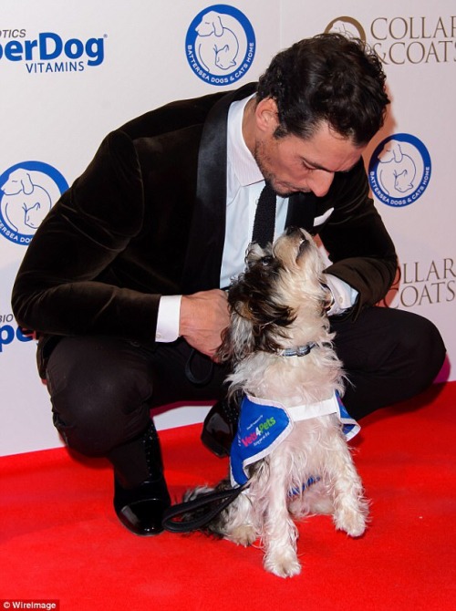 David Gandy and his beautiful pup Dora attend the Battersea Dogs...