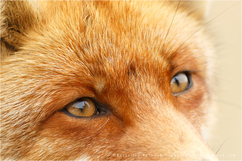 thelittleredfox:
“ Red Fox Eyes by Roeselien Raimond http://www.roeselienraimond.com/
”