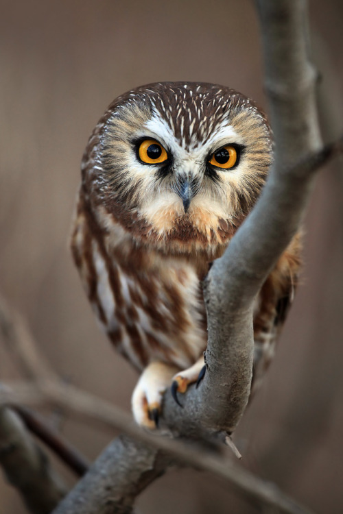 XXX 10bullets:  Like I Give A Hoot (by Megan photo