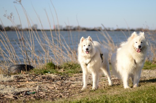 samoyeds