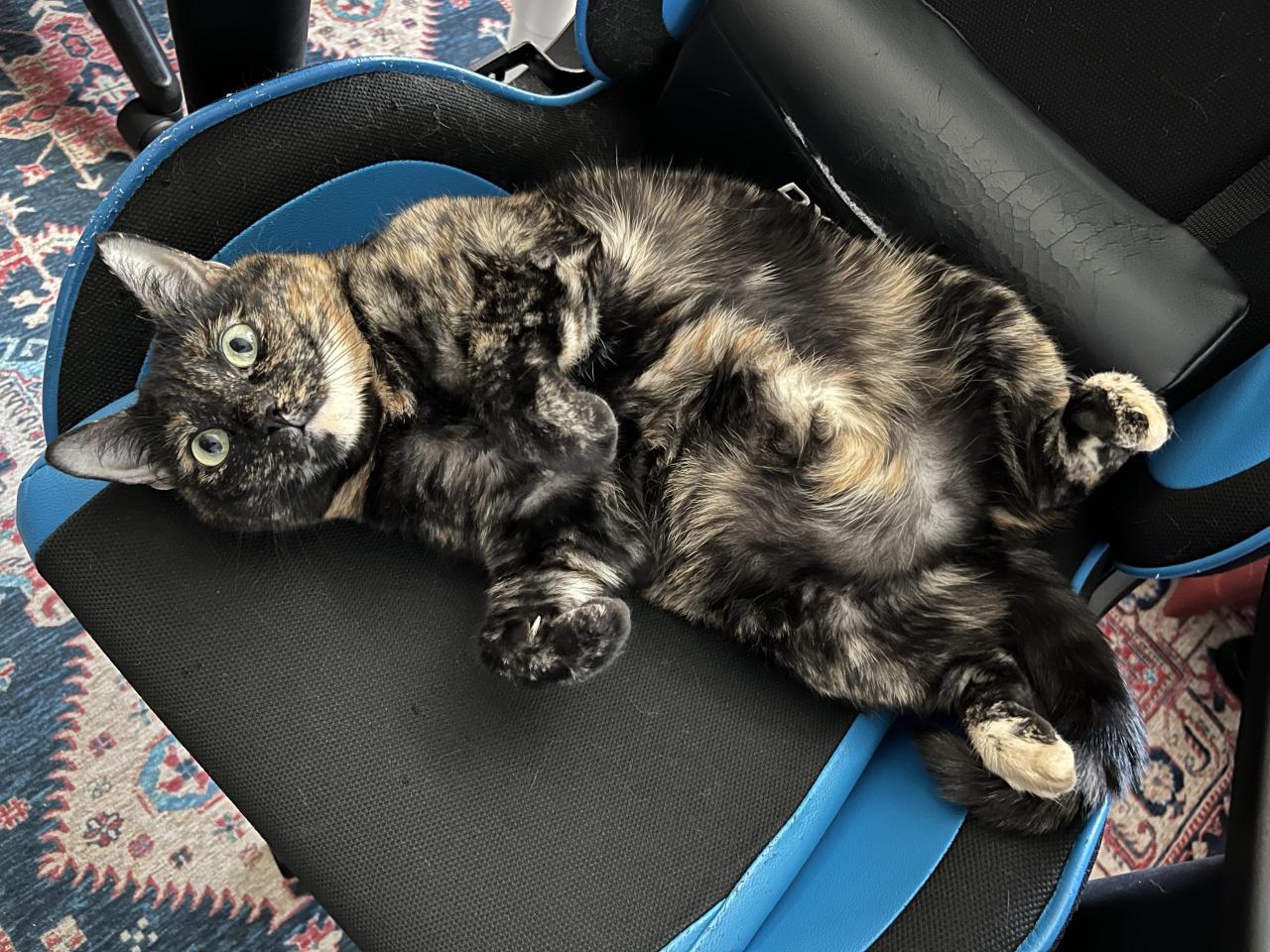 She steals my chair every time I go to the bathroom via /r/cats https://ift.tt/WwpMDh5 #cats#cat#furry#cute