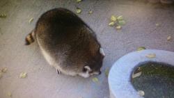 walkingfoxy:look at this fat raccoon  