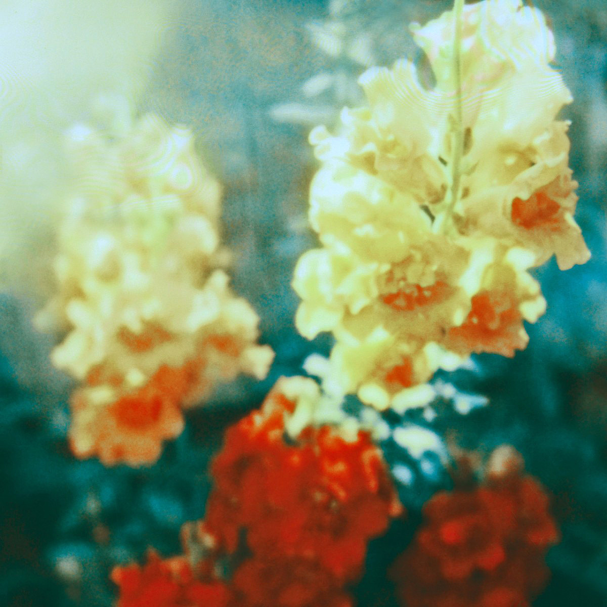 mashamorevna: by Neil Krug