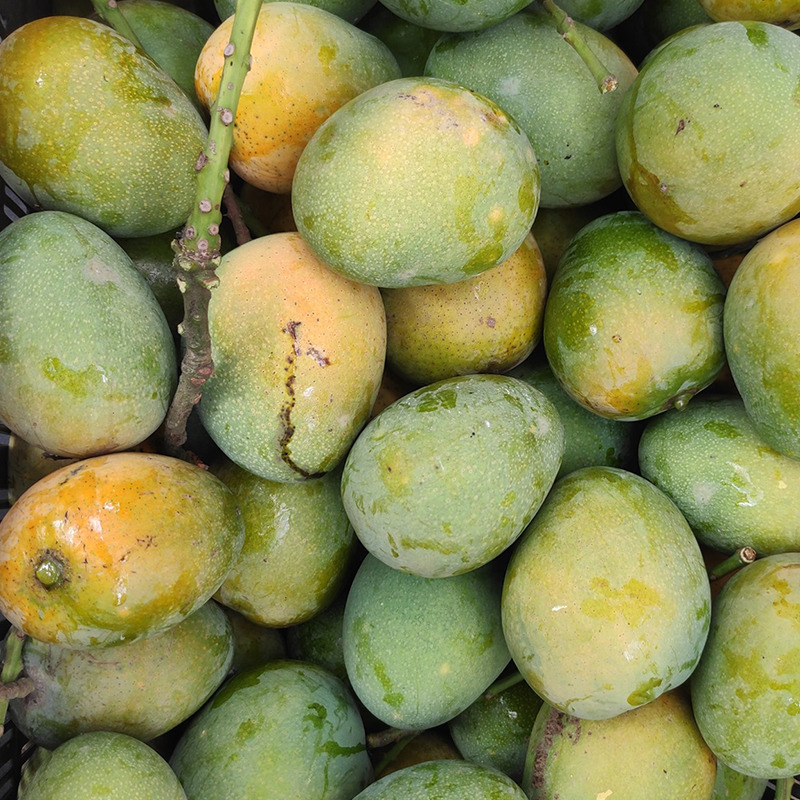Gopalbhog Mango Varieties in Bangladesh