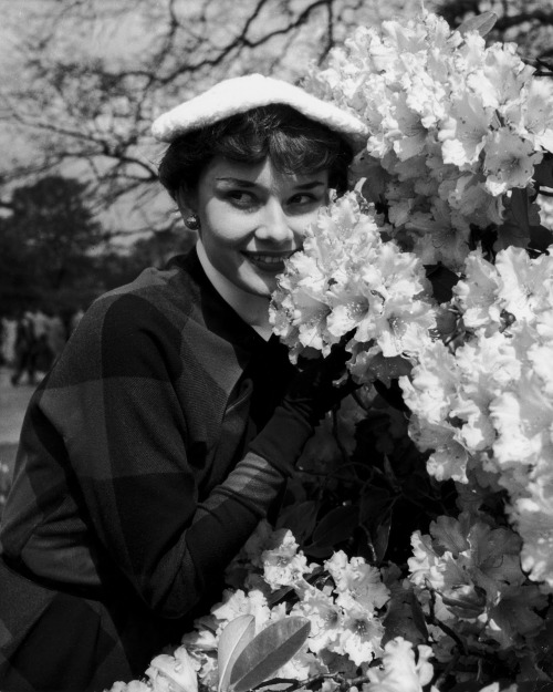 missaudreyhepburn - May,1950 - Audrey Hepburn photographed by...