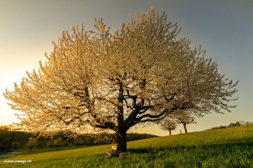 Cherry Blossoms