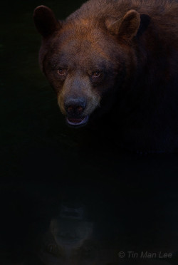 Fuck-Yeah-Bears:  Reflection: Black Bear By Tin Man