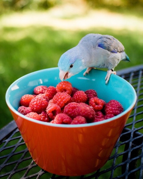 The biggest little raspberry thief ever. Ironically, Flash hates raspberries (because, weirdo). But,