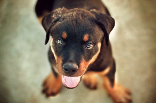 handsomedogs: .Baby Brutus. / / Agnieszka