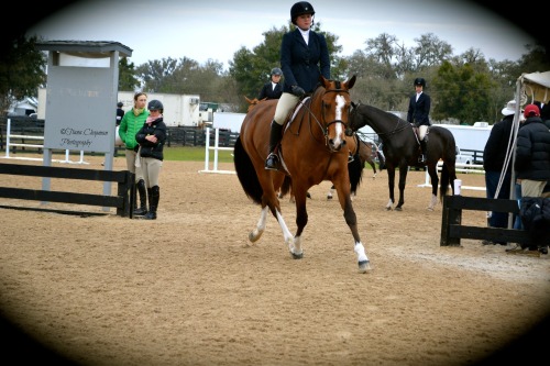 ©Tiana.Chapman Photography HITS Ocala 2013