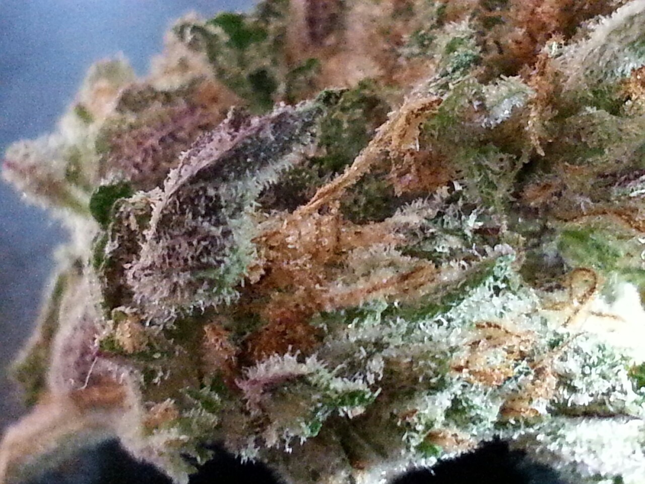 smoketogethighcustheworldissolow:Just look at it 😍