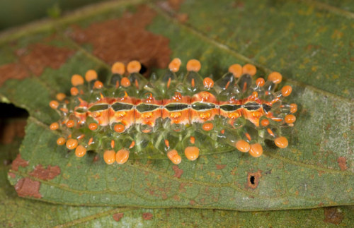end0skeletal-undead: Jewel Caterpillars (Dalceridae)The glass-like covering on these caterpillars (w
