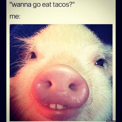 Porn Pics #tacos #me #piggy #🐽🐽🐽🐽