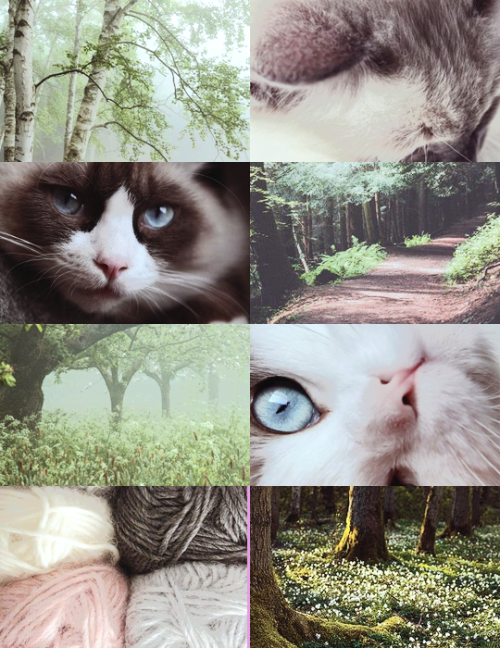 ragdoll catkin aesthetic