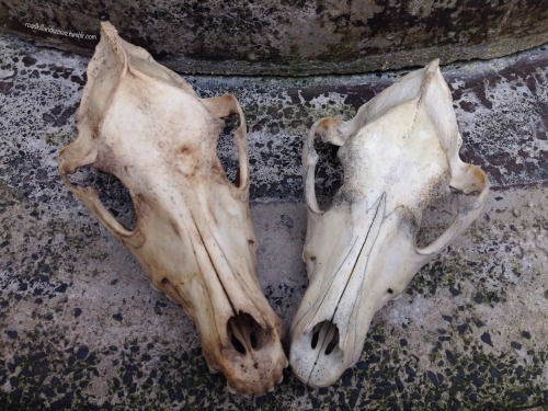 roadkillandcrows: Some comparison pics of my new Alsatian skull and the dog skull I already had. Als