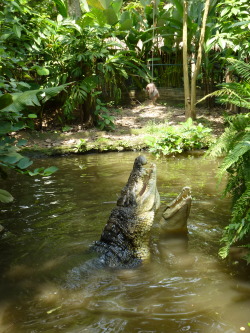 somedprguy:  little-moonbunny:  little-moonbunny:  Bali Zoo  @somedprguy when I went to Bali zoo!  That looks absolutely amazing! I’m next level jealous right now