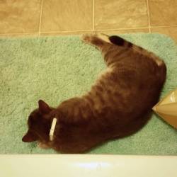 This is what he does when I take a bath/shower…