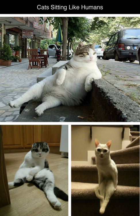 tastefullyoffensive:  Cats Sitting Like Humans [x]Previously: Cats Wearing Animal Hats