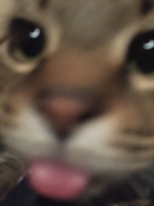 catsuggest:  When humaine point picsure box at u, investigate!
