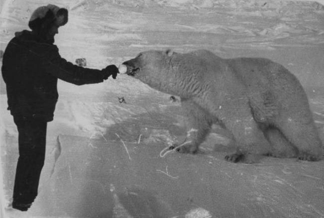 gunrunnerhell:  Comrade Polar Bear Russian scientists and military personnel feeding