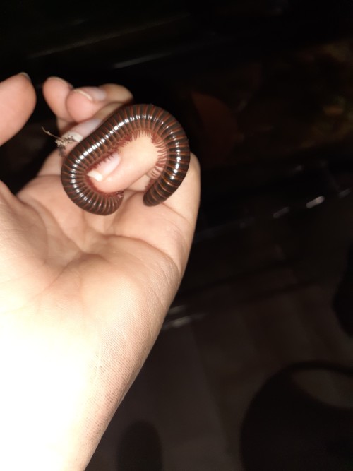 Saw My Millipede Sort Of Curled Up And Got Worried He Had Died But I Went To Pick Him Up And He Got Mad