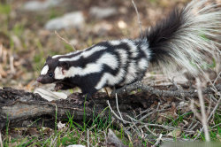 xmannen:  end0skeletal:    Western Spotted Skunk by robbobert     @astroskunk 