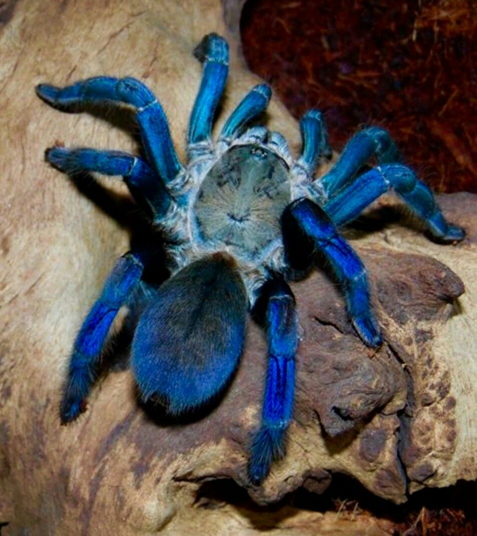 cobalt blue tarantula baby