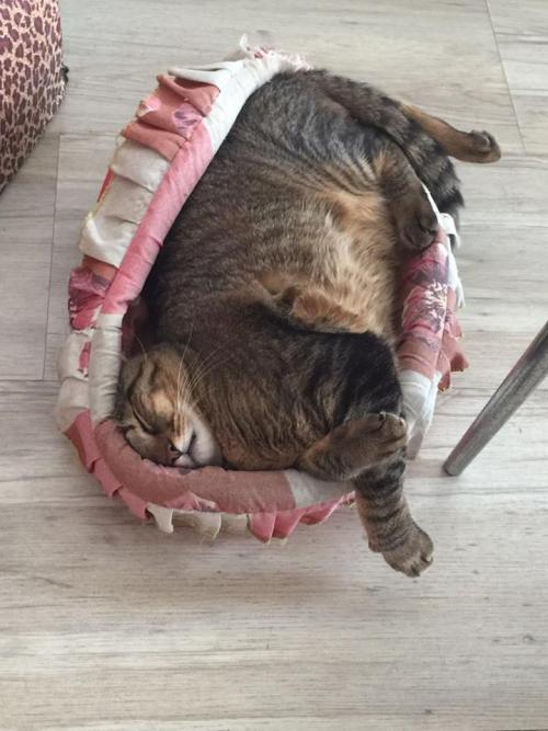 catsbeaversandducks:  Igor and his favourite bed, then and now. Photos by Claudia Carvalho 