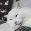 REBLOG IF U HELLA STRESSED