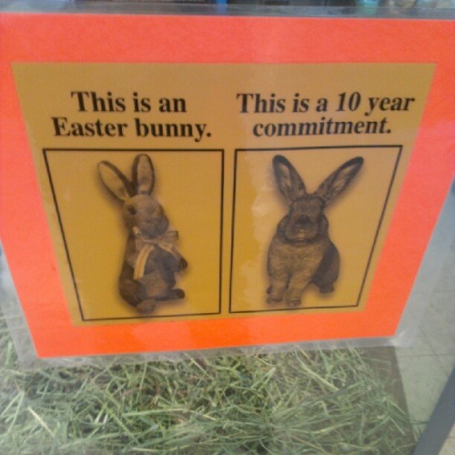 darmonee:  callmekitto:  Good job pet store. That is what’s up.  I worked in a pet store for 5 years, and every Easter our rabbit sales went up exponentially. I can tell you from experience that almost half of the rabbits we sold were brought back in