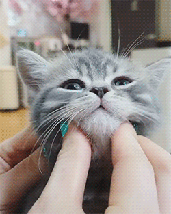 trappedunderacat - trapped under a cat