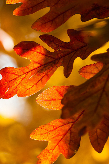 10bullets:  _MG_9653 - Oaks. ©Jerry Mercier by jerry mercier on Flickr. 