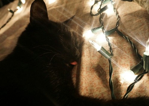 mice-teeth:  👅