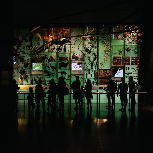 lookuplookup:amnhnyc:Silhouettes in the Hall of Biodiversity, beautifully captured by @jnsilva for #
