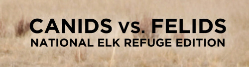 skunkbear:The U.S. Fish and Wildlife Service recently re-posted these amazing photos of a standoff b