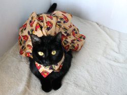 catscatscatss:  thanksgiving cat dress. adorable!!!