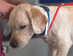 huffingtonpost:  This makeover literally saved Charlie’s live. See the full video