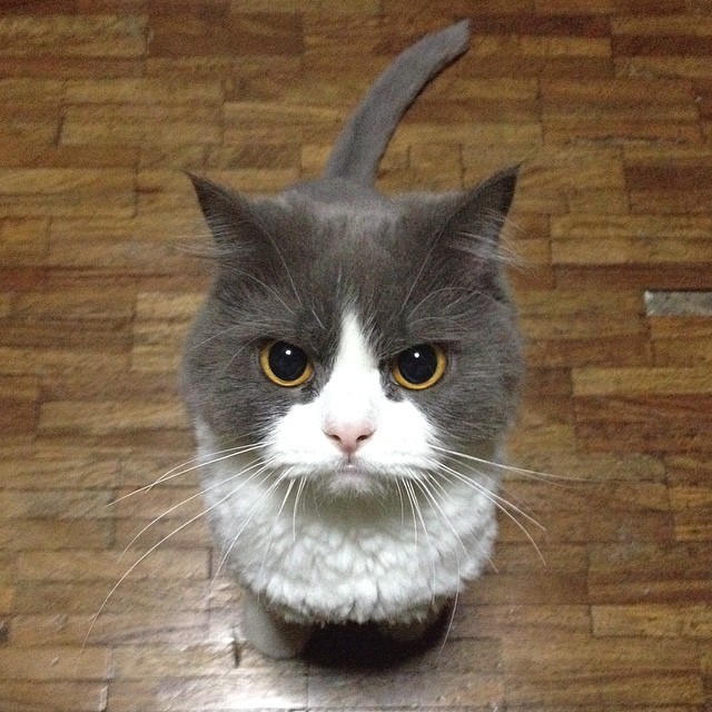 worldofthecutestcuties:  I’m angry !!!