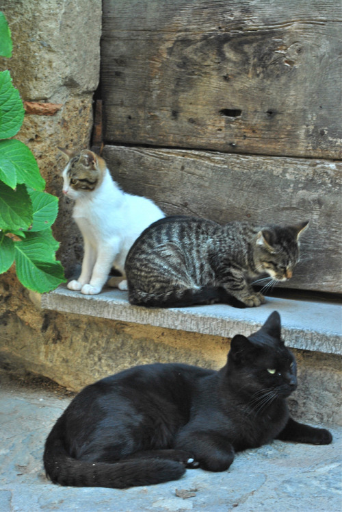 cats of Civita (by rootcrop54)