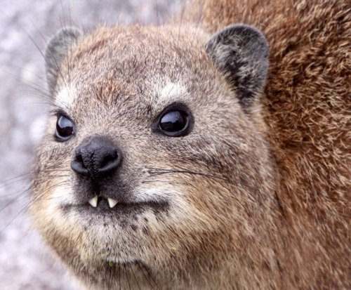 end0skeletal: The hyrax is a herbivorous animal native to Africa and the Middle East. Often mistaken