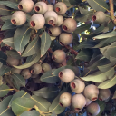 warmlemonhoney