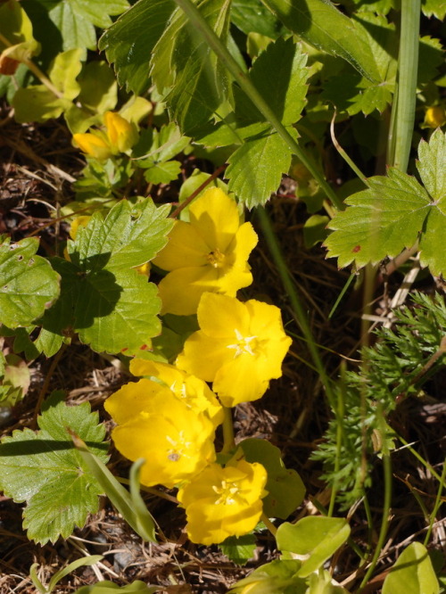 Lysimachia nummularia — moneywort a.k.a. creeping jennyFragaria vesca — wild strawberry