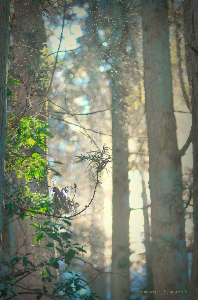 zalamekiki:”Mist shower”