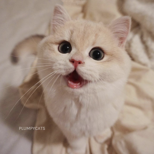 aww-so-pretty:Omg this cat is beautiful