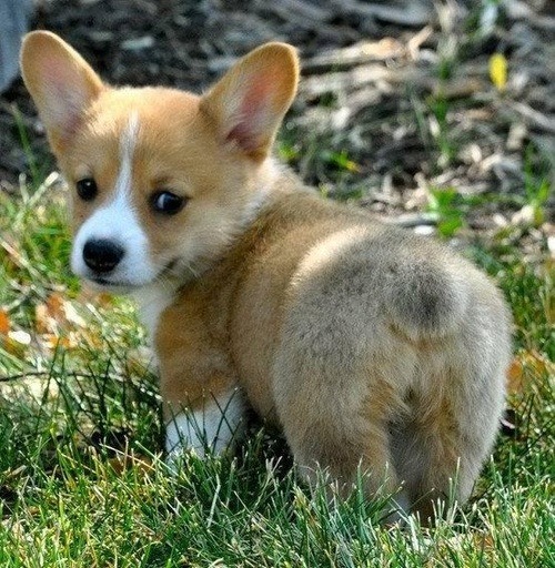 suigussaar:  Corgi Luv 