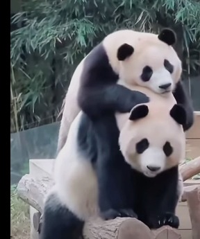 Pandas To Make Your Day