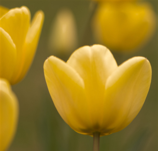 Happy Birthday dear Angie @novice-at-play Hope you have a wonderful day