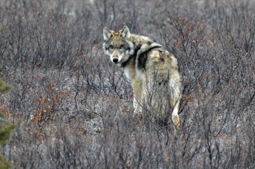 Emerson, Thoreau, and Kipling idealized them, but wolves have been ruthlessly exterminated since at 