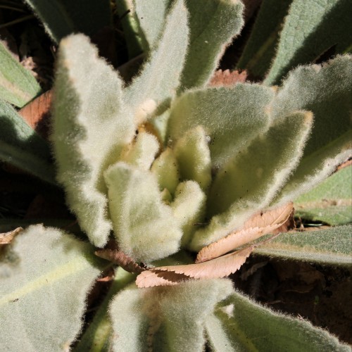 Today I Felt Moved By The Great Mullein, Or Common Mullein (lat. Verbscum Thpsus) It's All The Fault